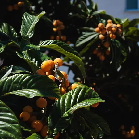 Lovrich * تروغير